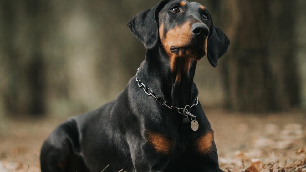 doberman-looking-up-in-woods